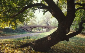 park.jpg