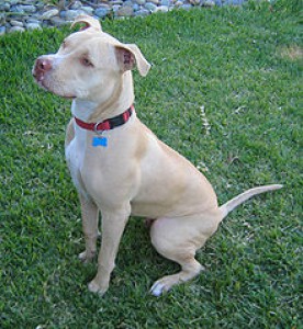 pitbul-psik.jpg